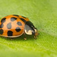 Harlequin Ladybird 2 